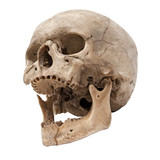 Old human skull bottom view without teeth