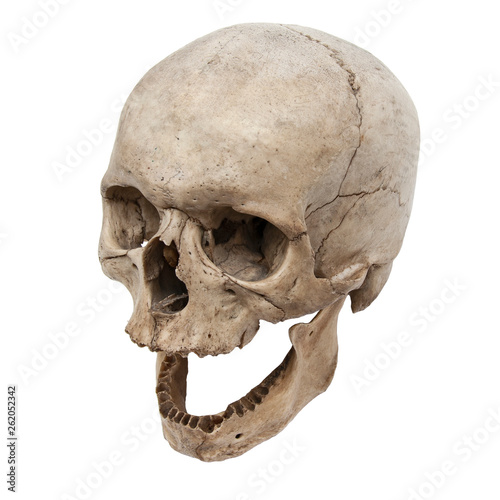 Old human skull view from above with no teeth photo