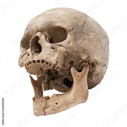 Old human skull bottom view without teeth