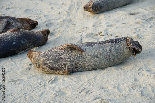 Sea lions & seals napping on a cove under the sun at La Jolla, San Diego, California. The beach is closed from December 15 to May 15 because it has become a favorite breeding ground for seals.