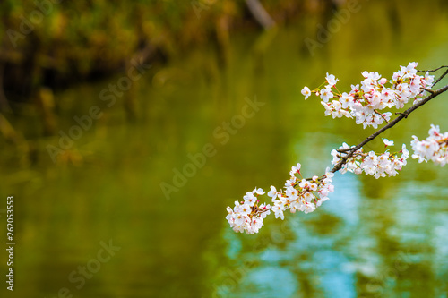 Cherry blossom in spring for background or copy space for text