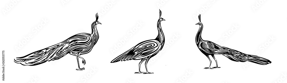 Hand drawn peacock set outline sketch. Vector peafowl bird black ink drawing isolated on white background. Graphic animal illustration Stock Vector | Adobe Stock Hand drawn peacock set outline sketch. Vector peafowl bird black ink drawing isolated on white background. Graphic animal illustration Stock Vector | Adobe Stock
