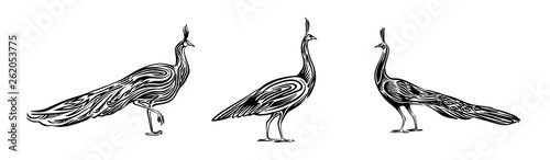 Hand drawn peacock set outline sketch. Vector peafowl bird black ink drawing isolated on white background. Graphic animal illustration
