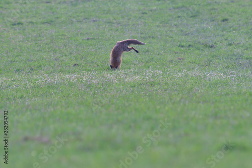 red fox looking and hunting on a meadow for fieldmouse photo