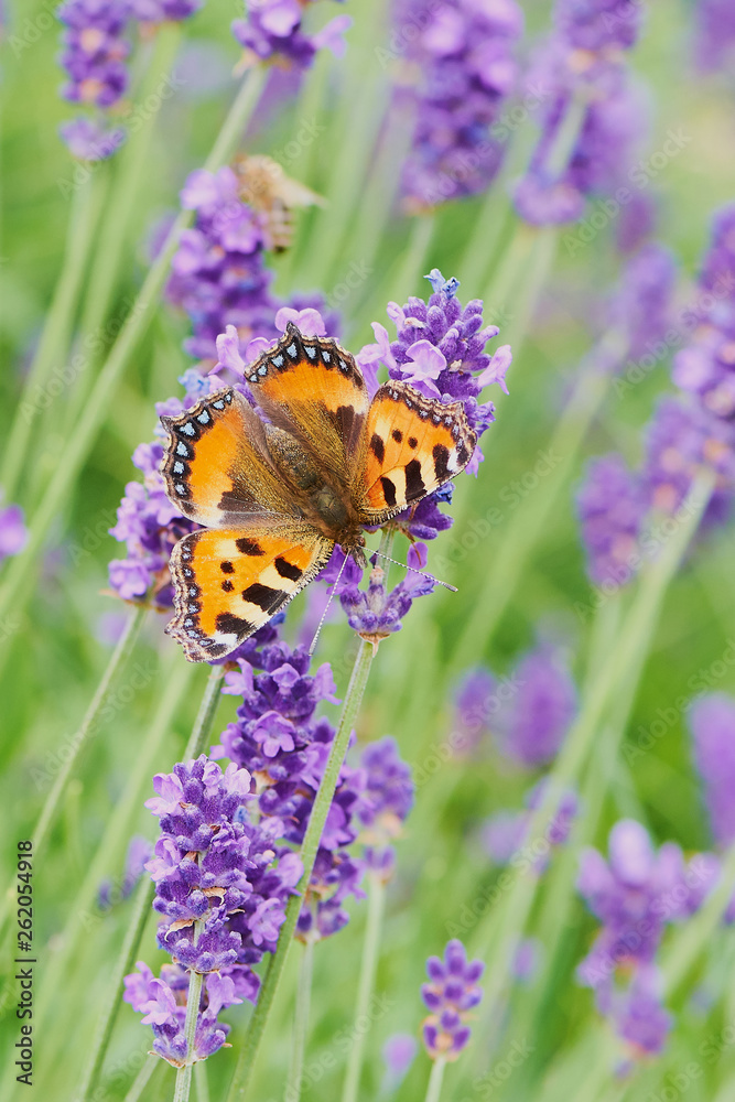 small tortoiseshell, aglais urticae, butterfly on lavender flower small tortoiseshell, aglais urticae, butterfly on lavender flower
