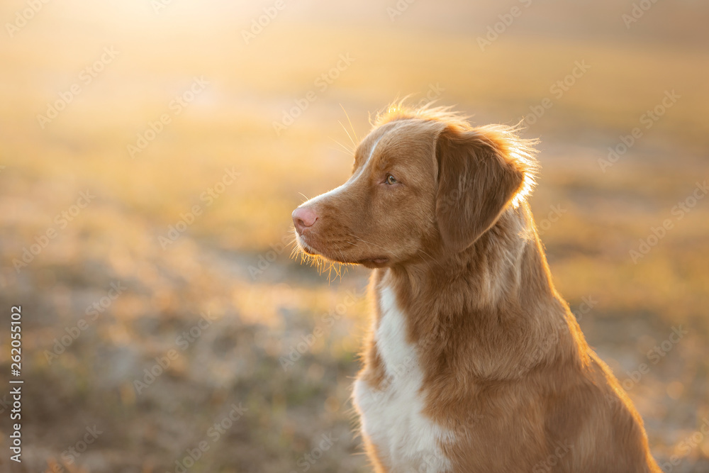 portrait of a dog on the nature at sunset. Nova Scotia Duck Tolling Retriever
