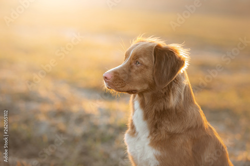 portrait of a dog on the nature at sunset. Nova Scotia Duck Tolling Retriever