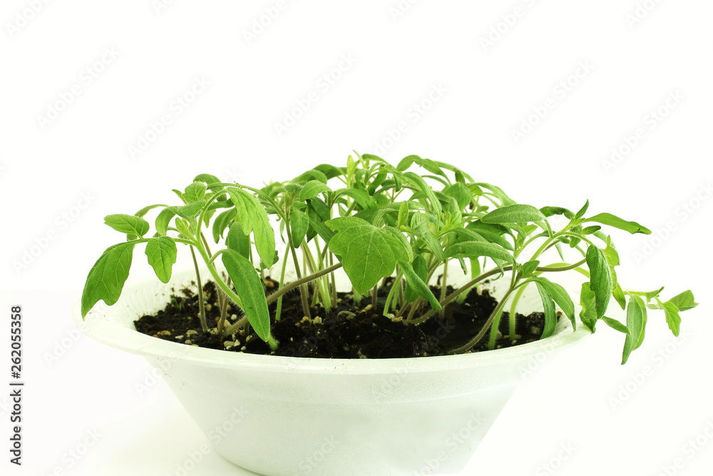 tomato plant growing for sowing or plantation in garden or farm tomato plant growing for sowing or plantation in garden or farm