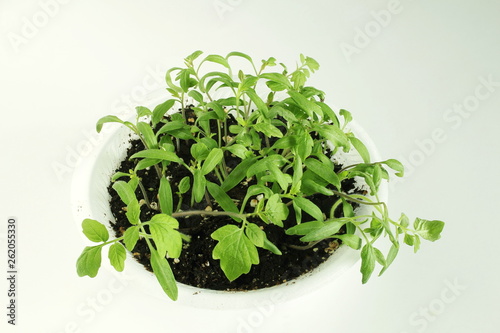 tomato plant growing for sowing or plantation in garden or farm