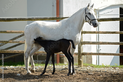 Tableau sur toile LIPIZZANER FOHLEN . FOAL