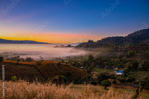 Orange setting sun dthe mist cover hills and lonely pine tree with dense fog and light background at sunrise photo