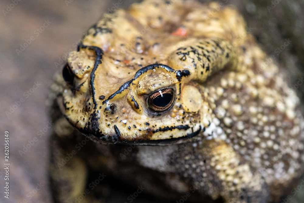Toad is a common name for certain frogs.