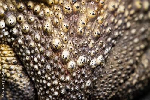 Close Up toad Skin texture selective focus