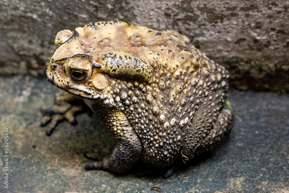Toad is a common name for certain frogs. Toad is a common name for certain frogs.