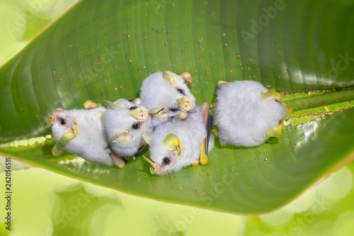 Фотография Honduran white bat (Ectophylla alba), also called the Caribbean white tent-making bat, is a species of bat in the family Phyllostomatidae