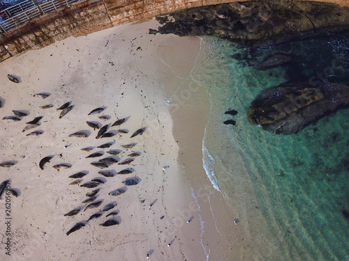 Aerial view of sea lions & seals napping on a cove under the sun at La Jolla, San Diego, CA, USA.The beach is closed, because it has become a favorite breeding ground for seals. 