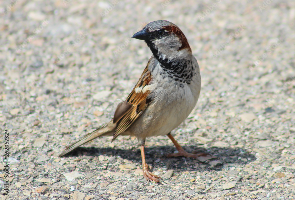 Sparrow Sparrow