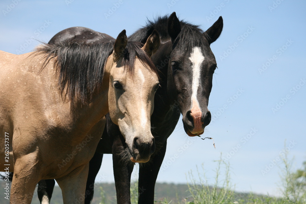 two best friend horses together two best friend horses together