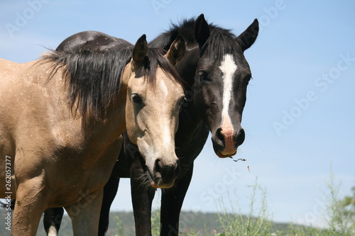 two best friend horses together 