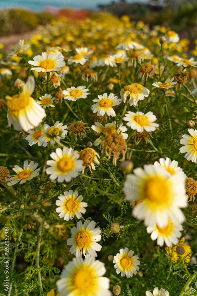 Fototapeta premium field of daisies