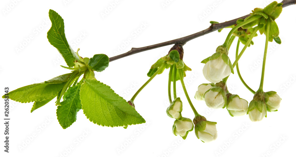 branch with flowers and green leaves isolated on white background