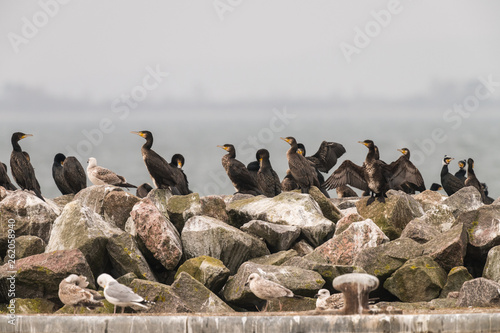 Colony cormorants with seagulls on a stone mole photo