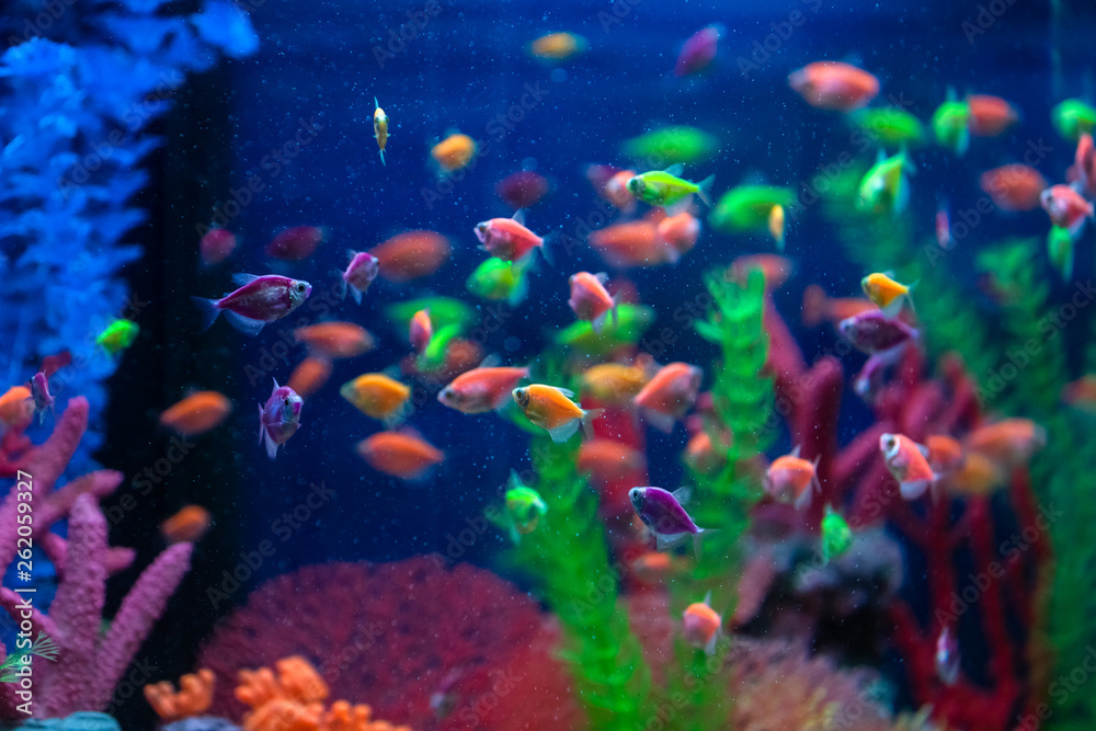 Multicolored small fish in the aquarium. Fish called Ternetia caramel or  Black tetra. Stock Photo
