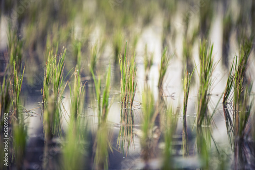 Rice field close up
