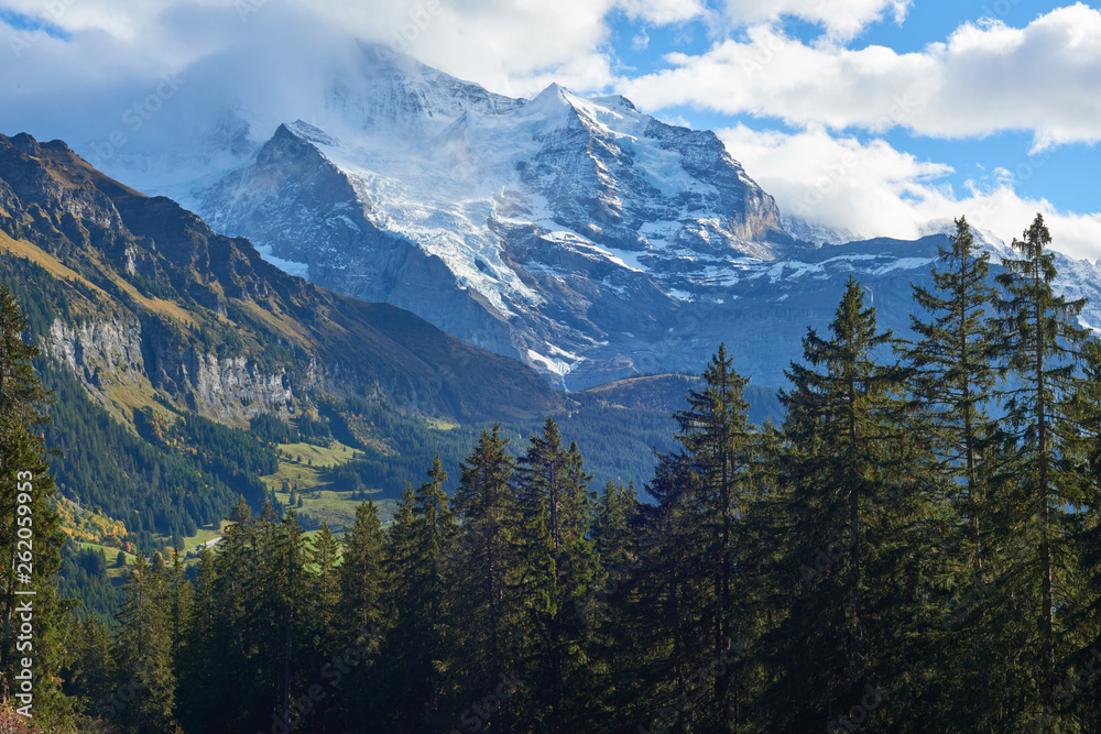 Mountains panorama beyond the trees with Jungfrau peak in the clouds near Swiss alpine village Wengen in Switzerland.