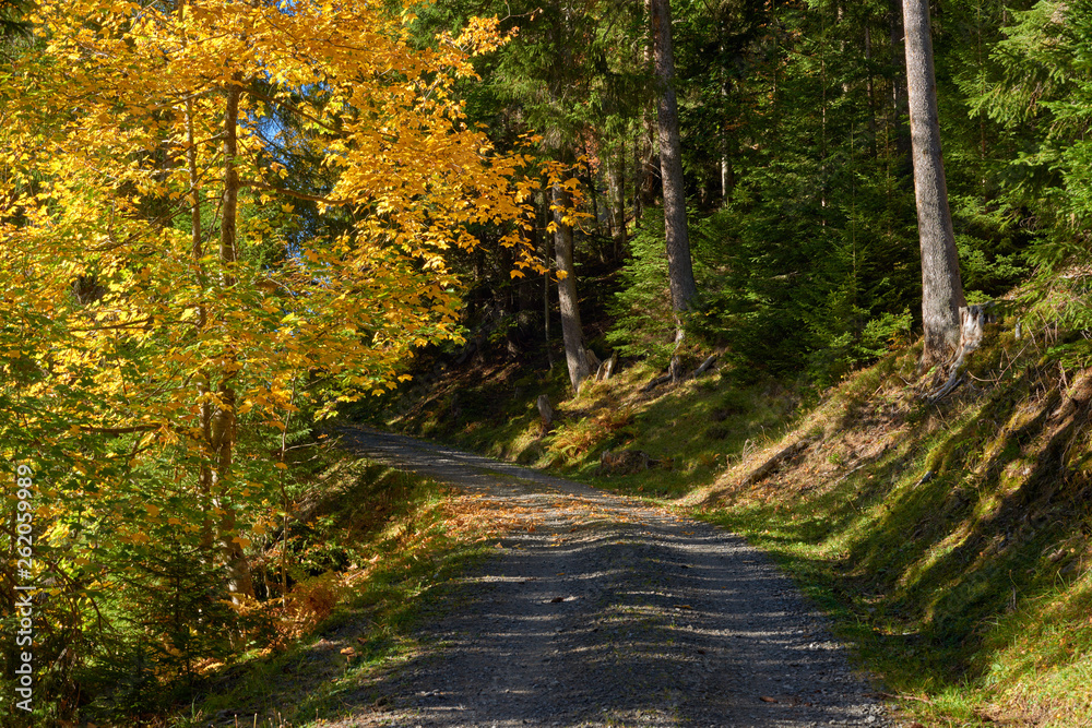 Obraz premium Mountain autumn forest and the gravel road near Swiss Alpine village Wengen in Switzerland.