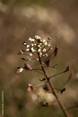 White flowers on brown background © madame_fayn