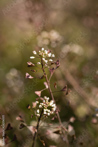 White flowers with white and brown bokeh