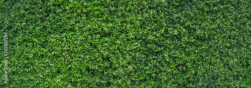 Fresh green leaves vertical copy space background Summer tropical for use in the design banner.