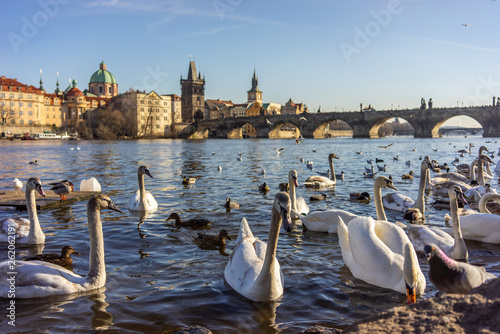 Swans in Prague on the river next to the Charles Bridge