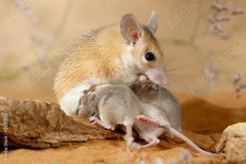 Canvas Print Close-up female spiny mouse eats insect and breastfeed the offspring
