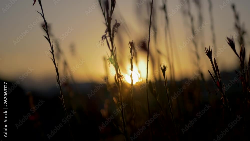 Nature background of small flowers field during sunset