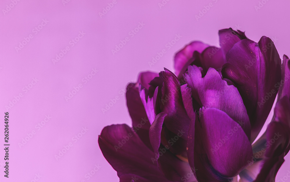 Fototapeta premium Dark purple tulip on a pink background