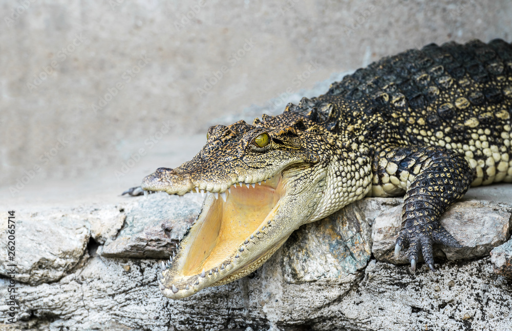 Obraz premium Crocodiles crouched on the floor