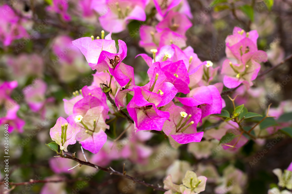 pink flowers on a tropical tree pink flowers on a tropical tree