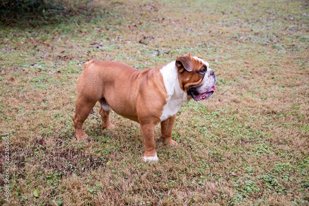 Bulldog Profile