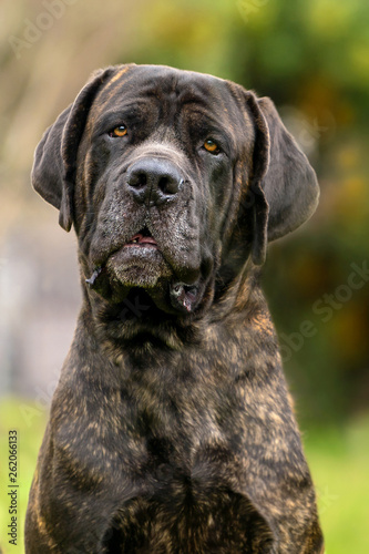 Mastiff portrait