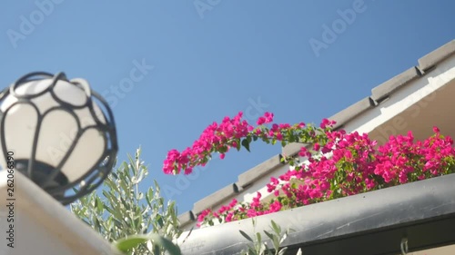 begonville flower brach ouse roof on background photo