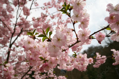 Quadro su tela Cherry blossoms, Sochi, Russia.
