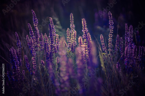 Dark field image with purple flowers at sunset.