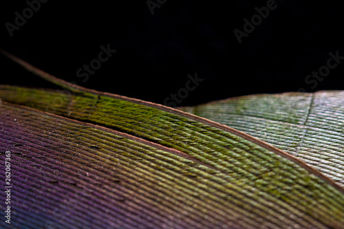 Macro Close Up Of Colourful Duck Feather on Black Background
