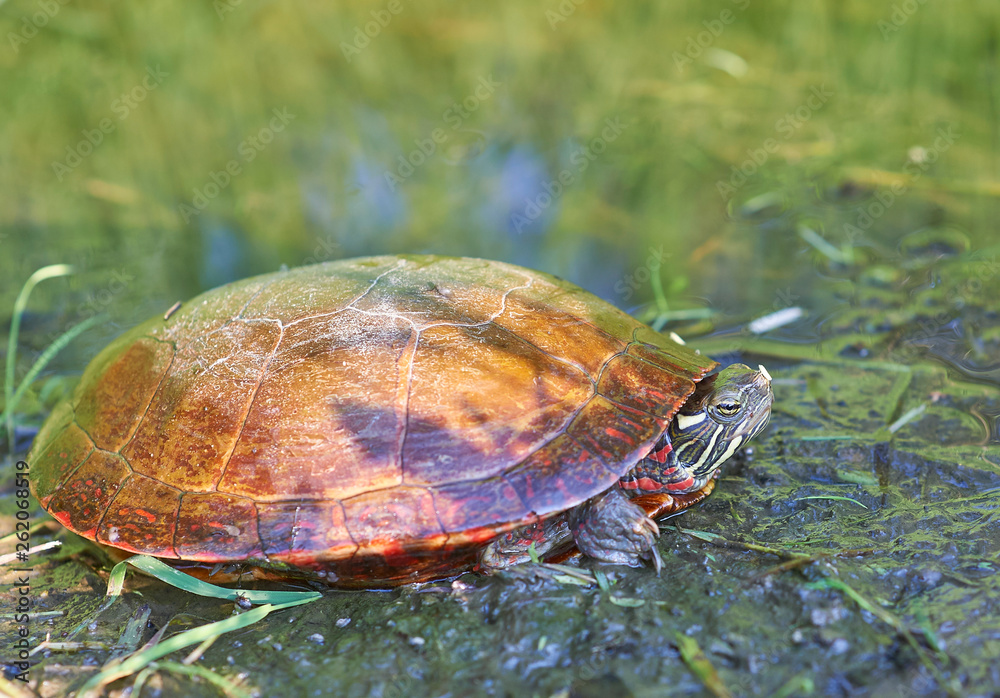 Fototapeta premium painted turtle sunning