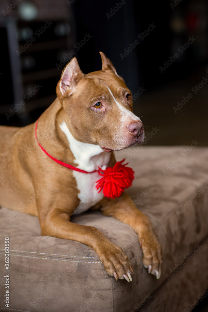 Obraz premium portrait of American pit bull Terrier dog red with a red collar brush on the neck sitting and lying in the Studio