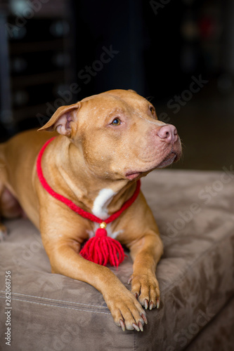 portrait of American pit bull Terrier dog red with a red collar brush on the neck sitting and lying in the Studio © Dikkens