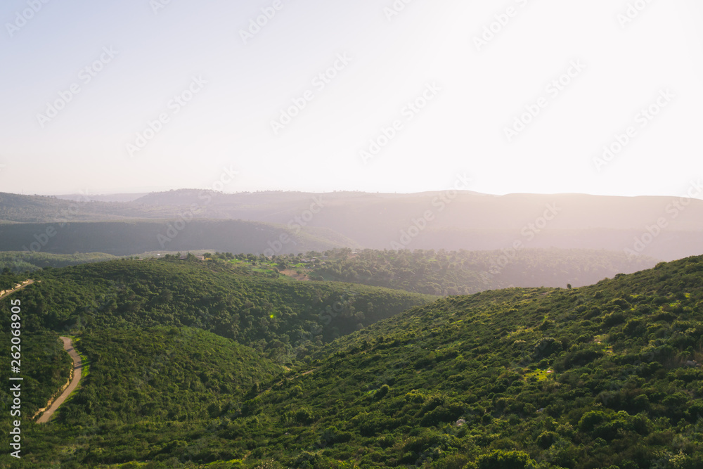 Haifa forest on a sunny day