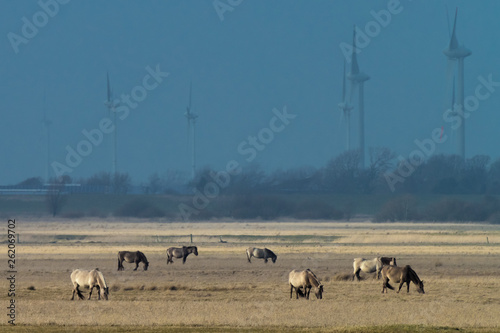 herd of conik horses on a pasture in winter photo